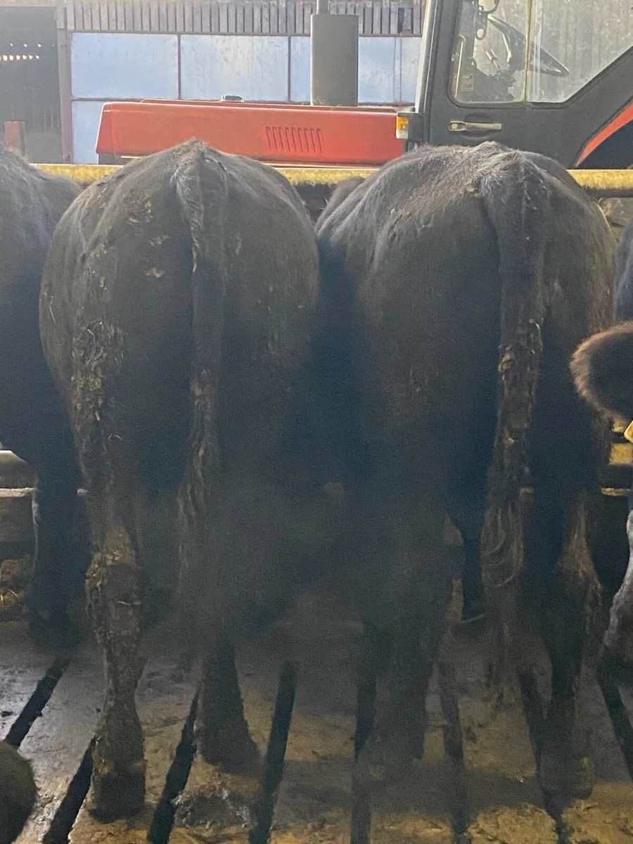 Warm angus bullocks for sale - Image 2
