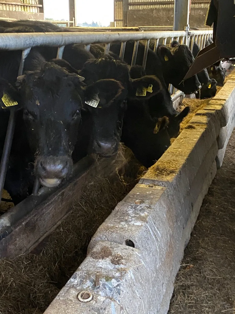 Warm angus bullocks for sale - Image 3
