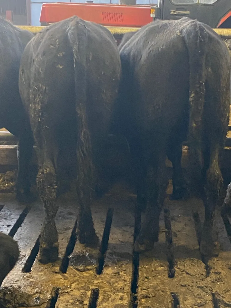 Warm angus bullocks for sale - Image 4
