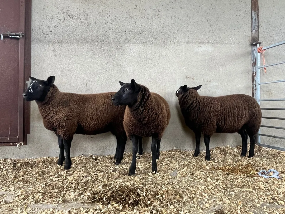 Texel X Zwartble Ewe lambs - Image 3