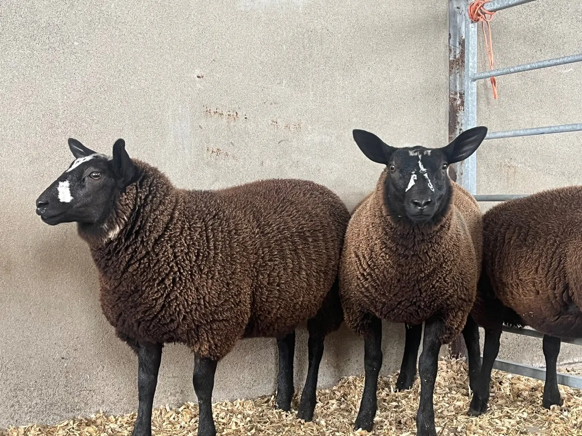 Texel X Zwartble Ewe lambs - Image 4