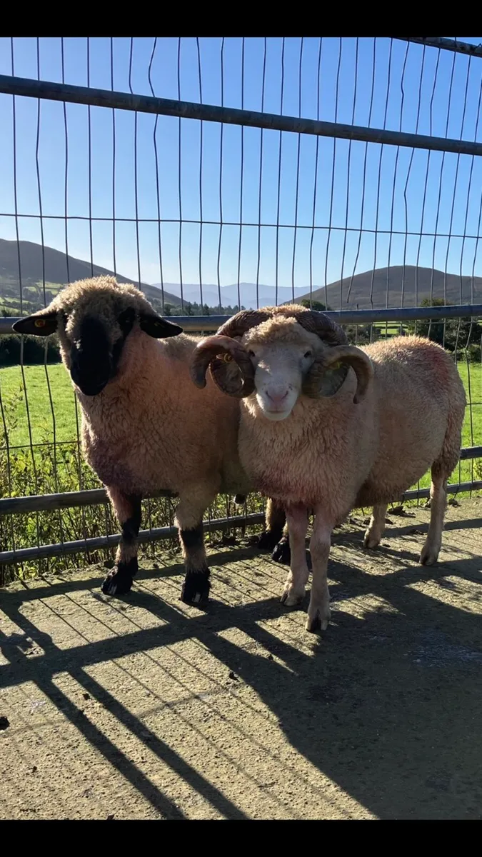 Rams - Image 1