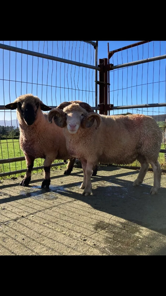 Rams - Image 2