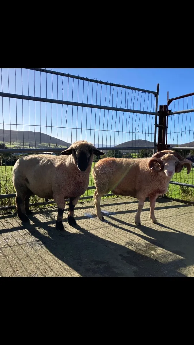 Rams - Image 3