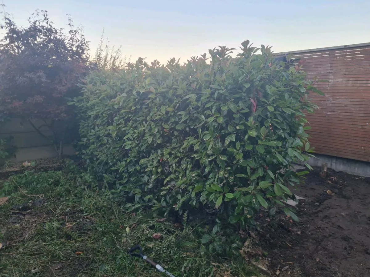 6ft red robin hedging - Image 1