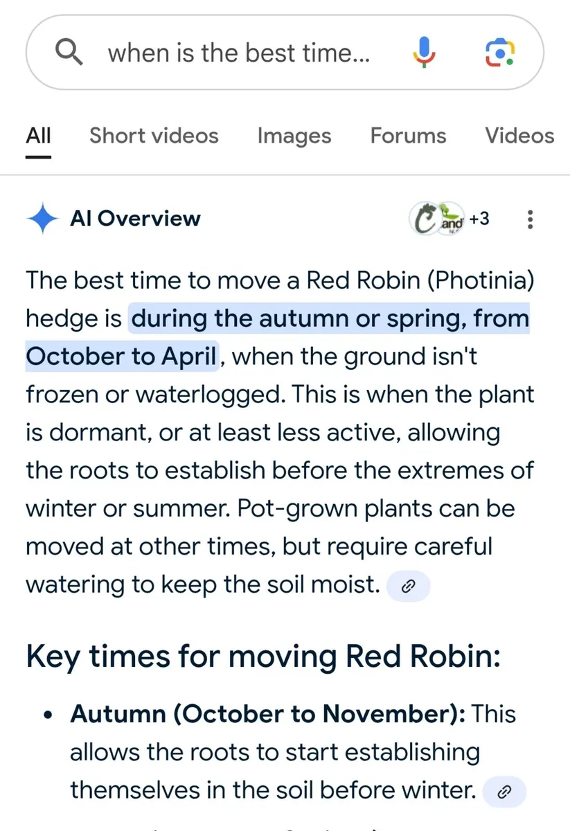 6ft red robin hedging - Image 3