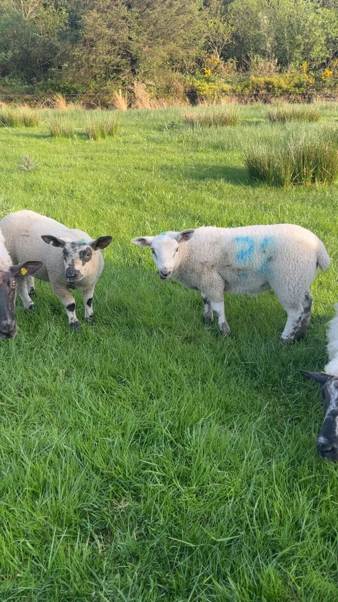 Winter grazing