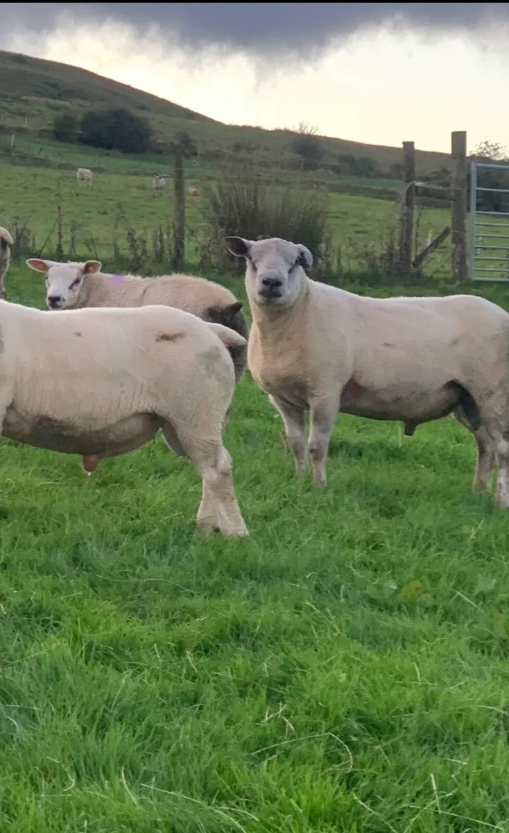 Chartex hogget rams - Image 1