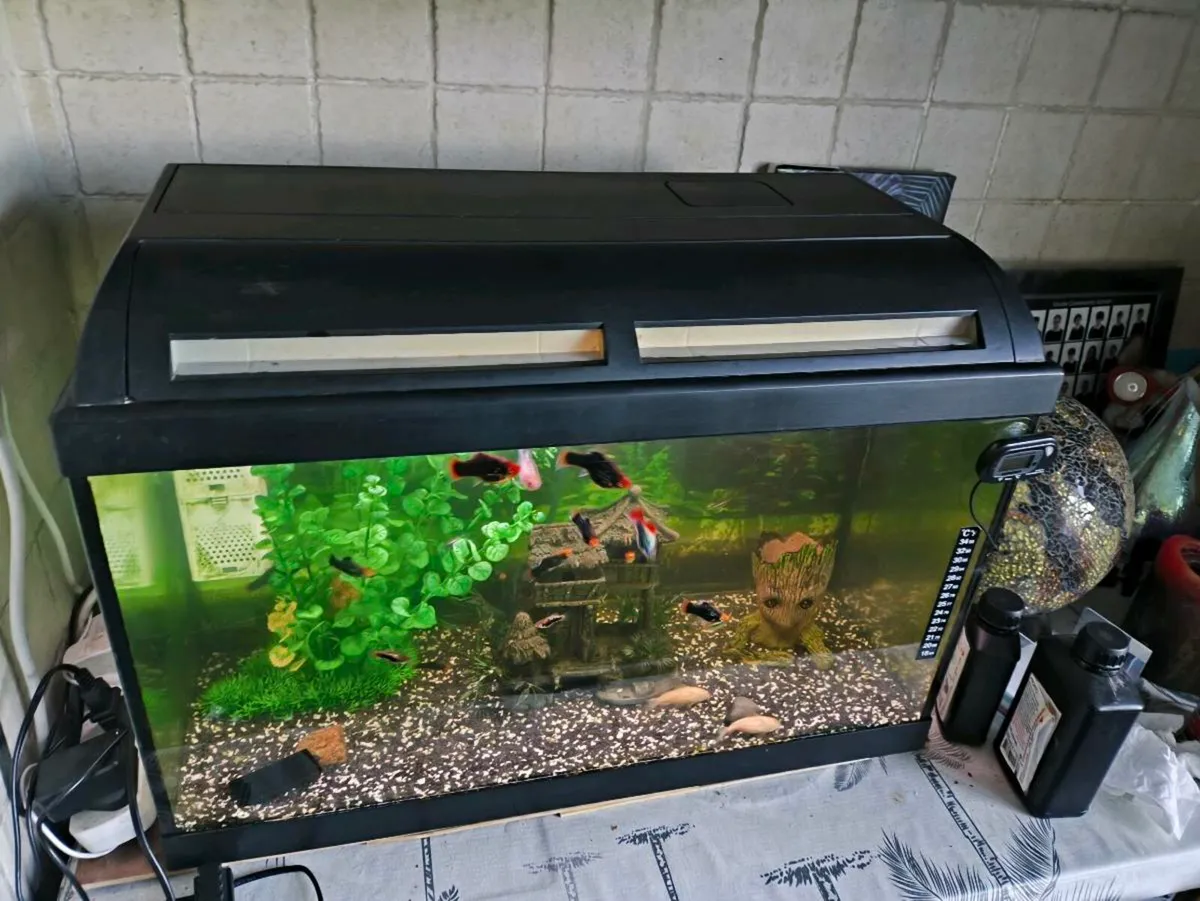 Fish tank with fish - Image 3