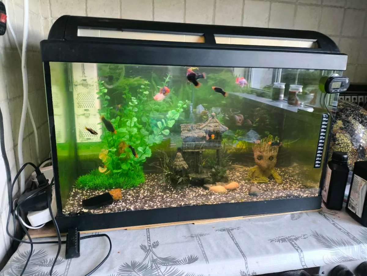 Fish tank with fish - Image 2