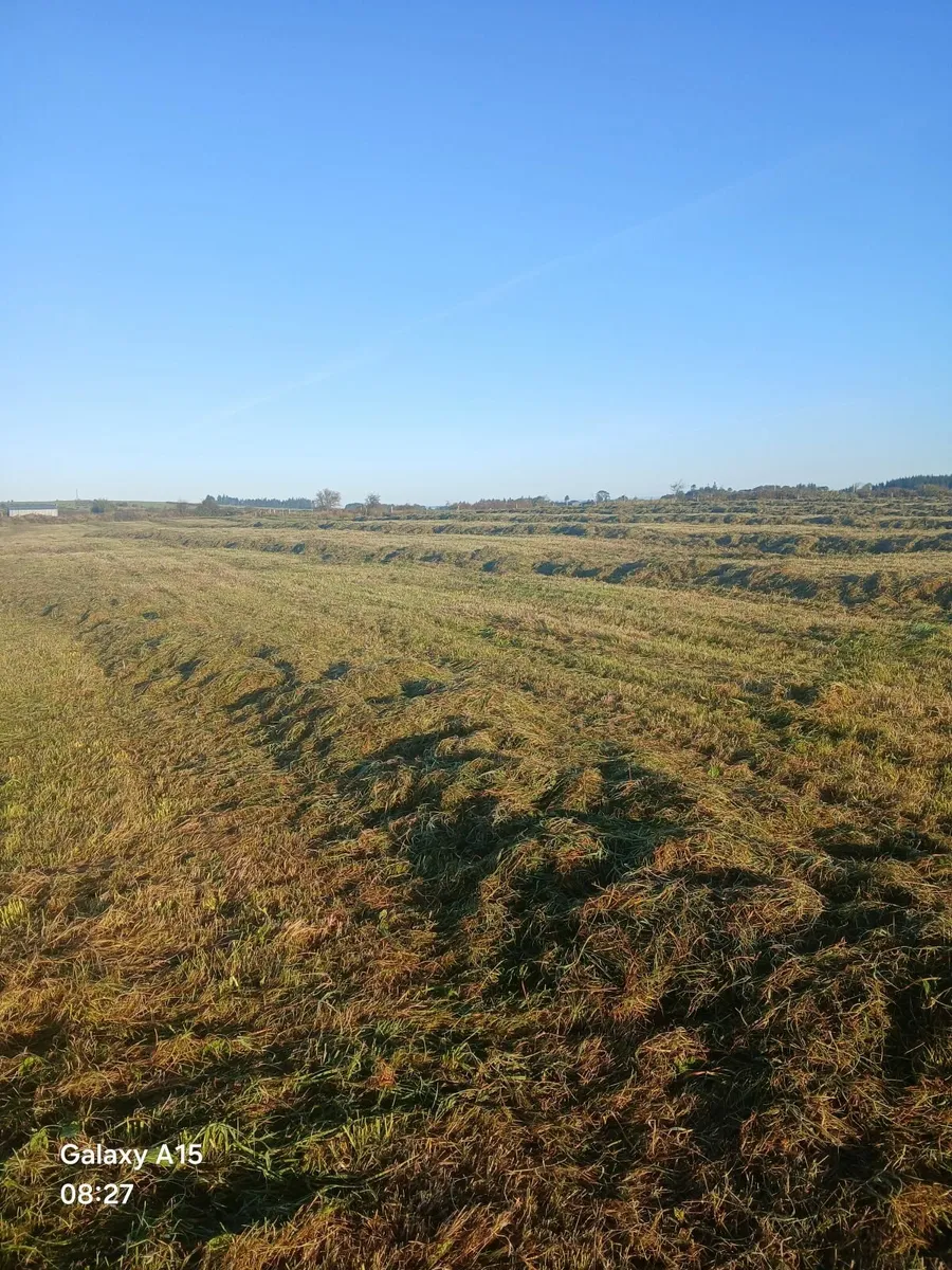 Silage - Image 2