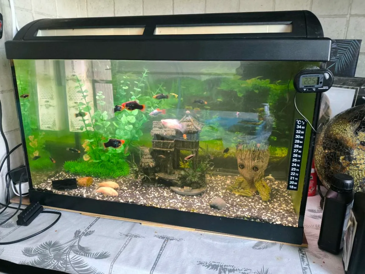 Fish tank with fish - Image 1