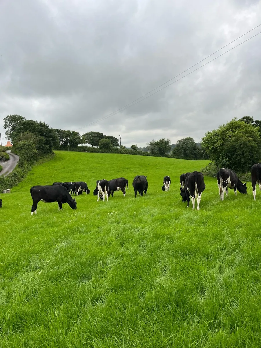 Maiden heifers - Image 1