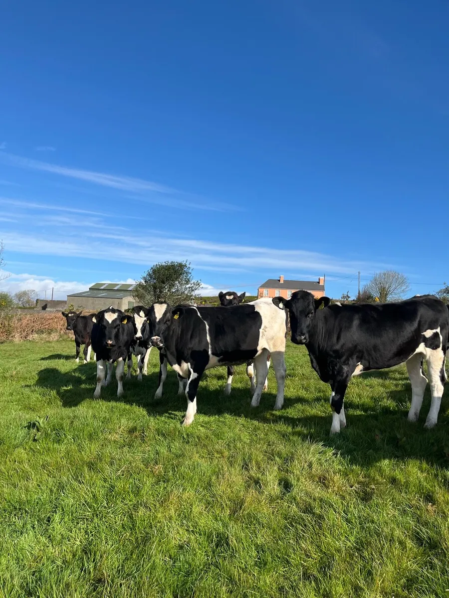 Maiden heifers - Image 2