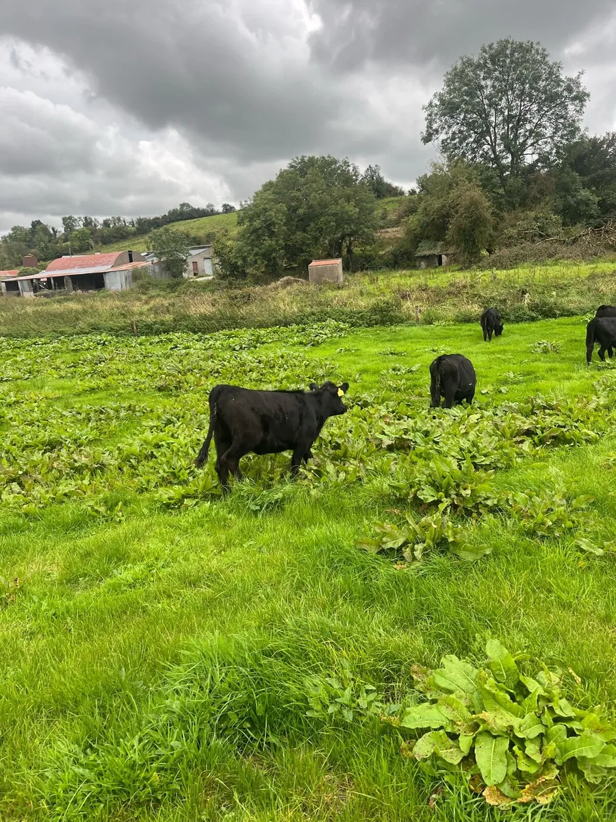 Organic Angus heifers and bullocks - Image 1