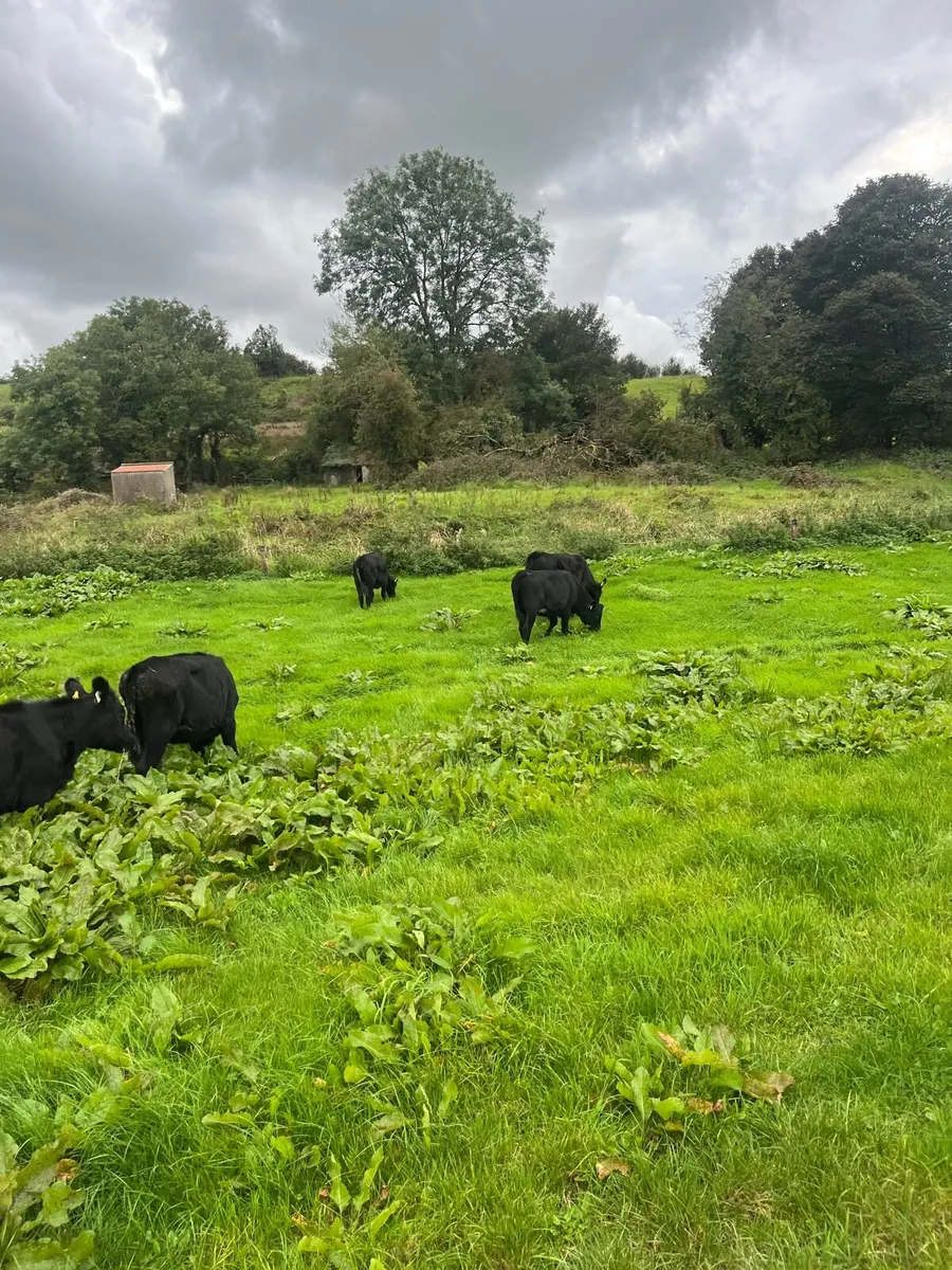 Organic Angus heifers and bullocks - Image 2