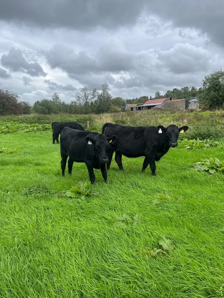 Organic Angus heifers and bullocks - Image 3