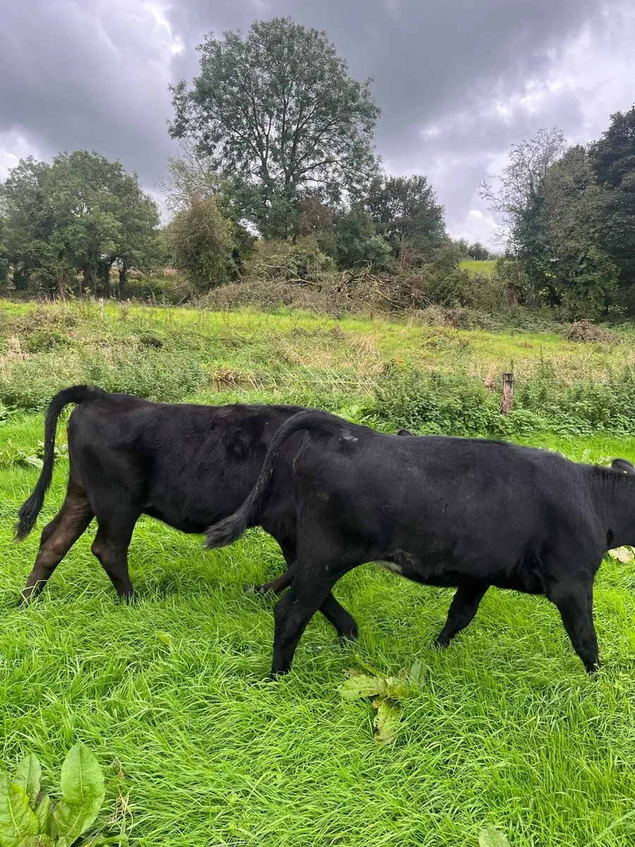 Organic Angus heifers and bullocks - Image 4