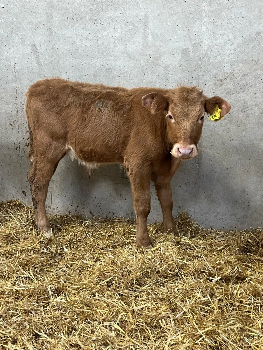 4 Reared Charolais & Angus Bulls - Image 1