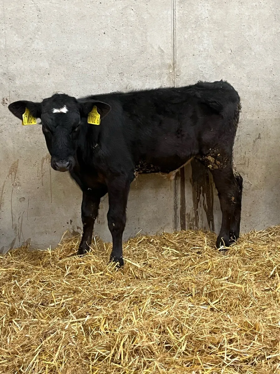 4 Reared Charolais & Angus Bulls - Image 2