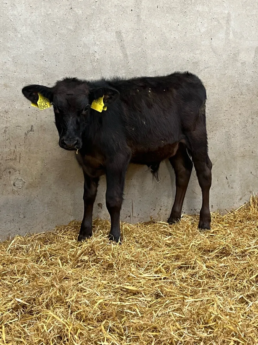 4 Reared Charolais & Angus Bulls - Image 3