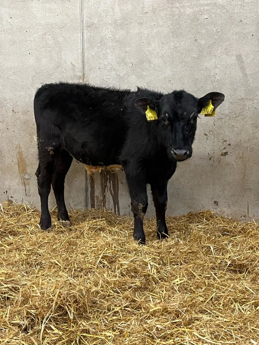 4 Reared Charolais & Angus Bulls - Image 4
