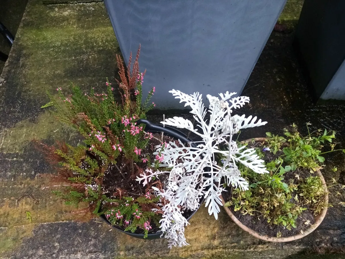 Flowerpots - Image 3
