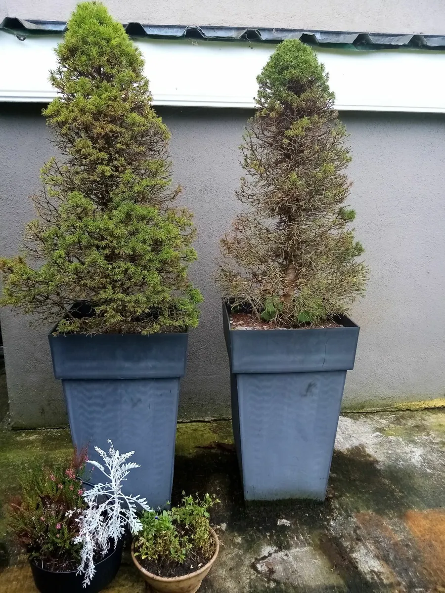 Flowerpots - Image 1