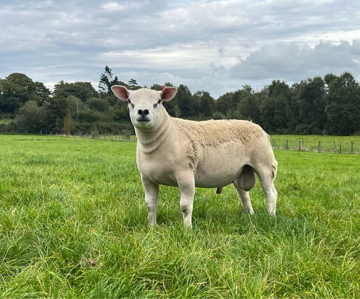 Texel Pedigree Ram Lamb - Image 1