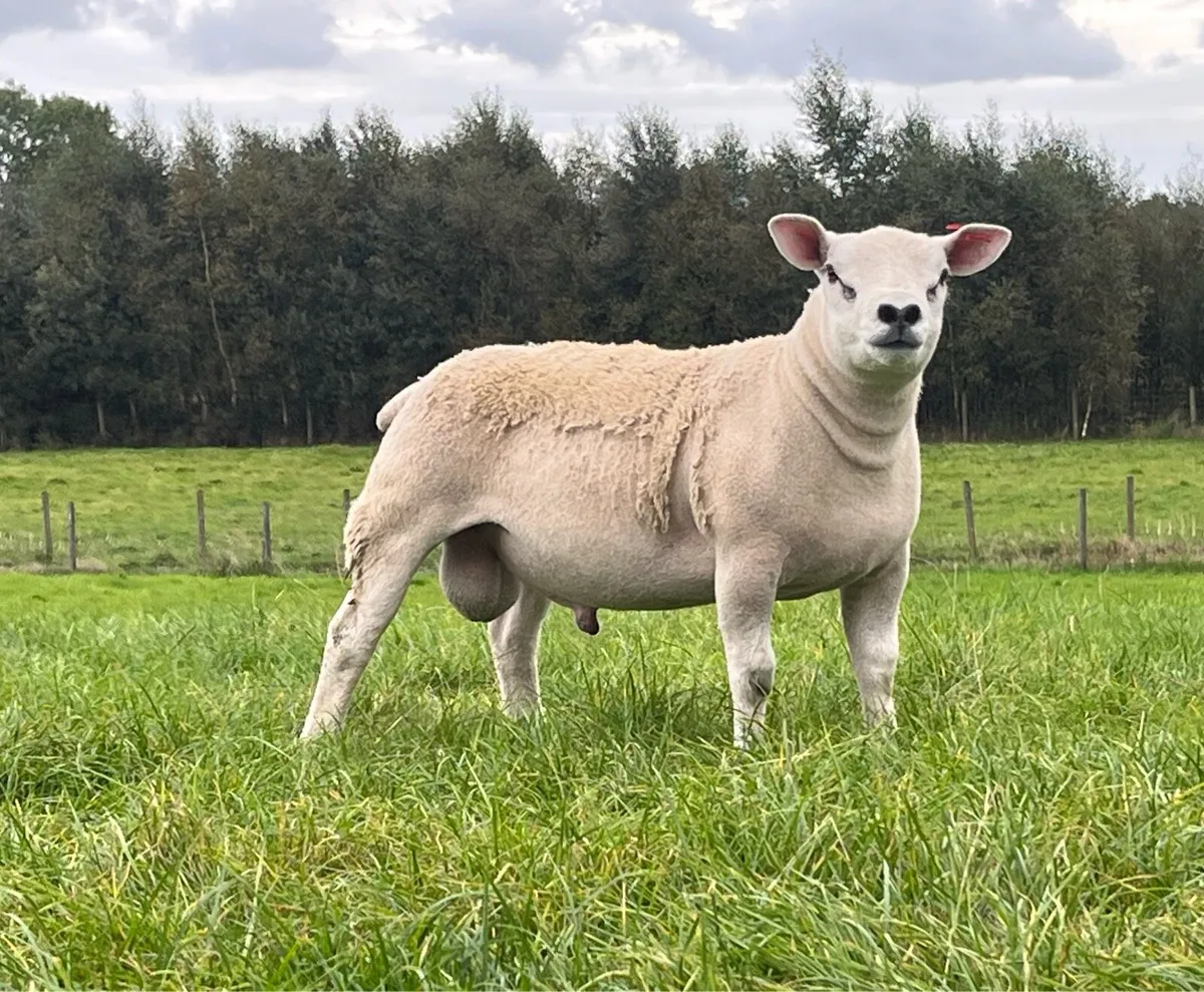Texel Pedigree Ram Lamb - Image 2