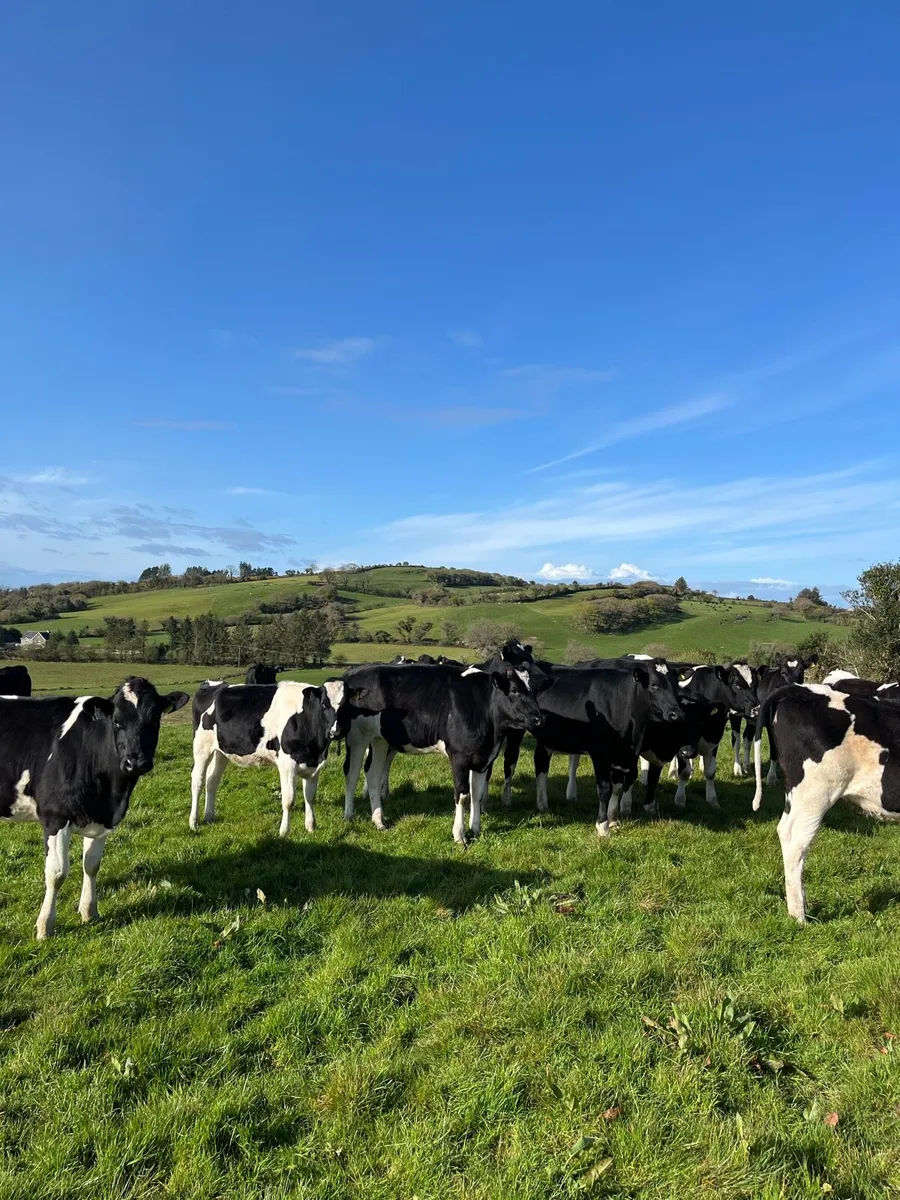 Maiden heifers - Image 3