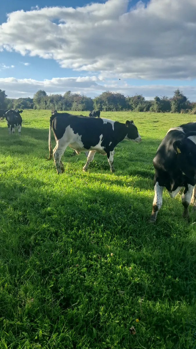 Friesian bullocks - Image 1