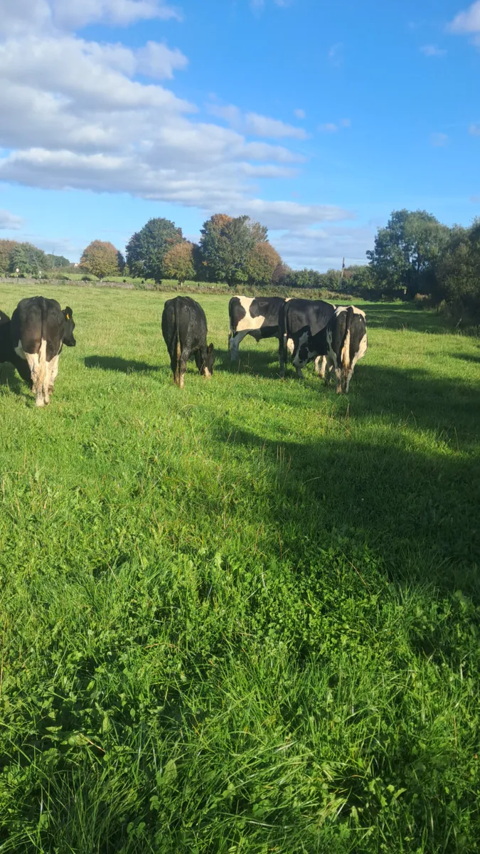 Friesian bullocks - Image 3