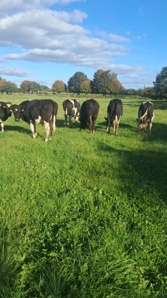 Friesian bullocks - Image 2
