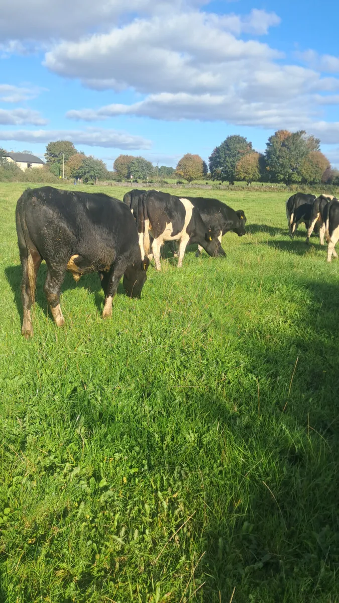 Friesian bullocks - Image 4