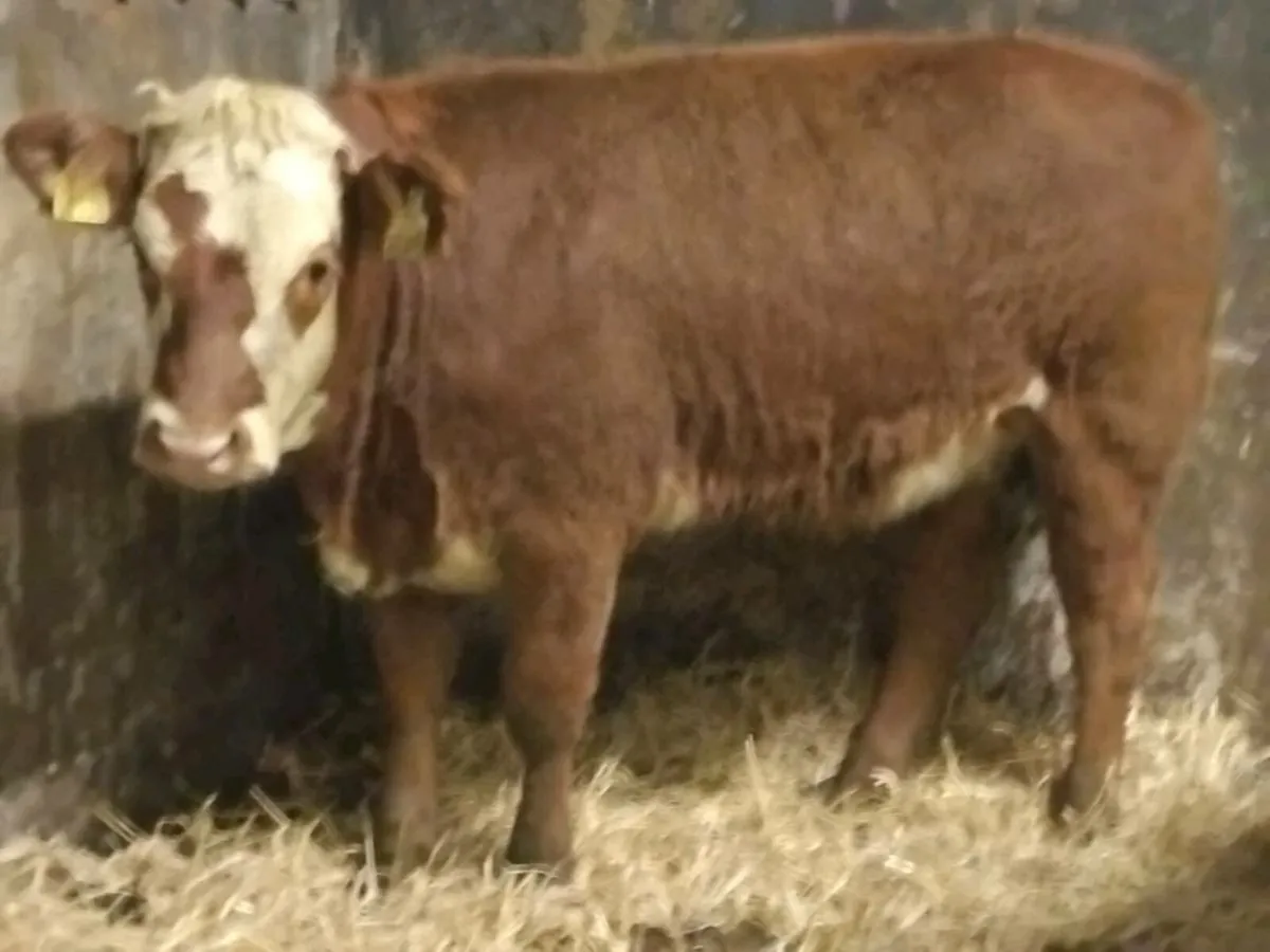 2 (4⭐️) Limousin Weanling Heifers - Image 2