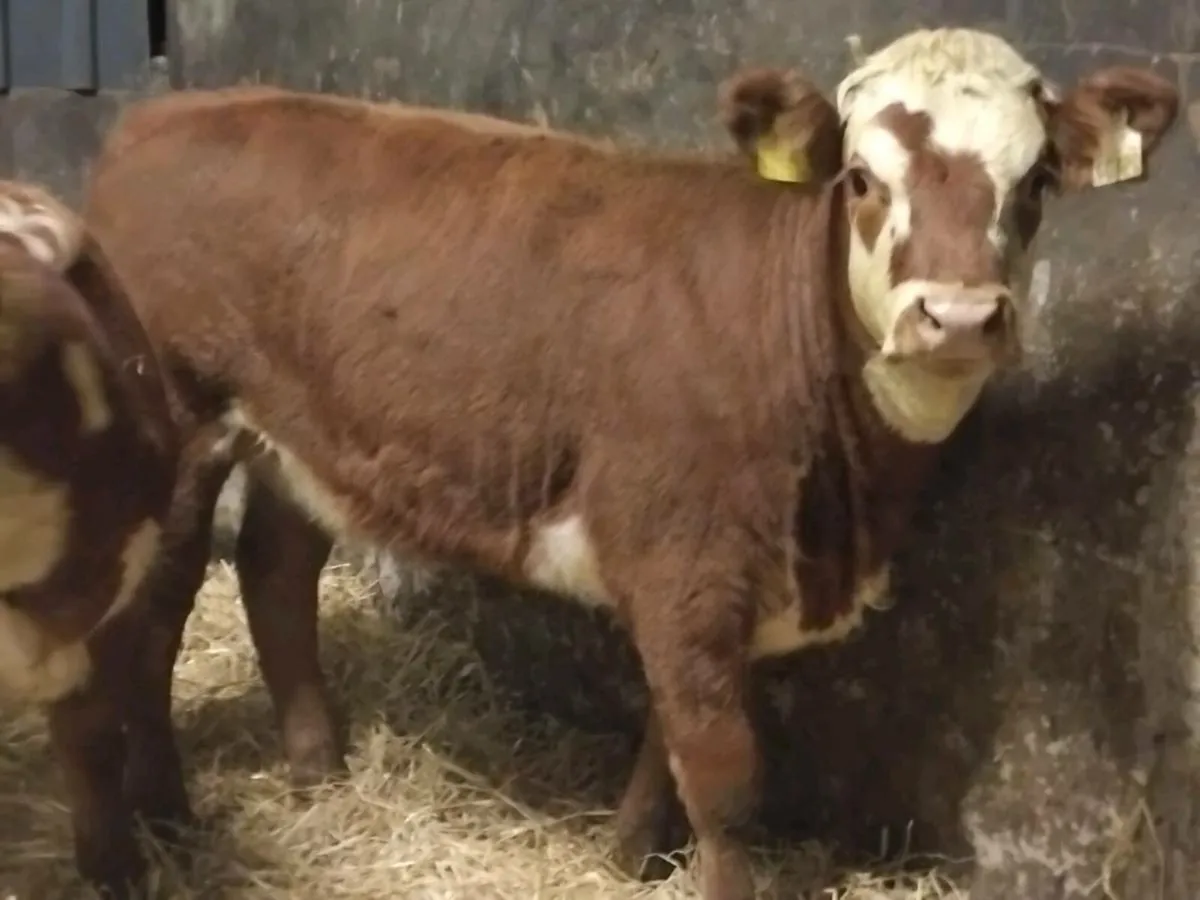 2 (4⭐️) Limousin Weanling Heifers - Image 3
