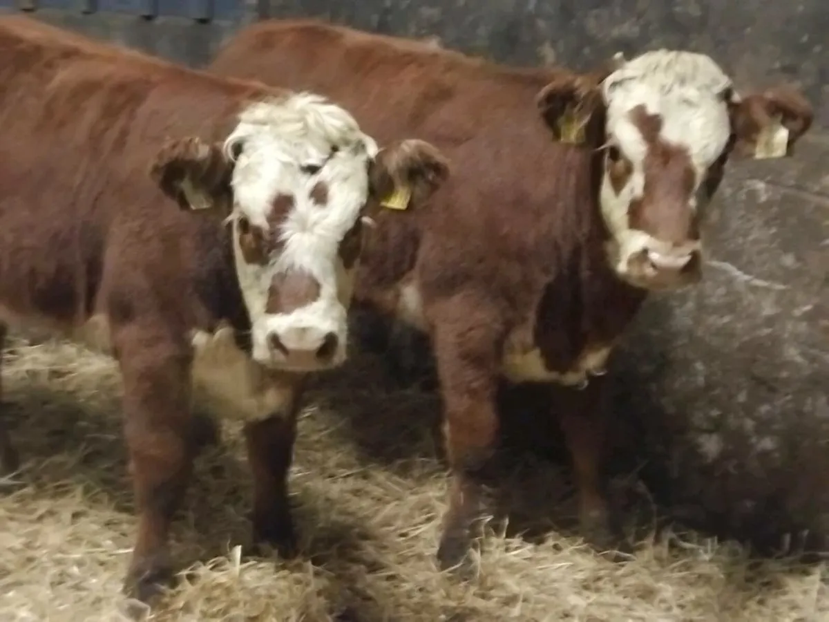 2 (4⭐️) Limousin Weanling Heifers - Image 4