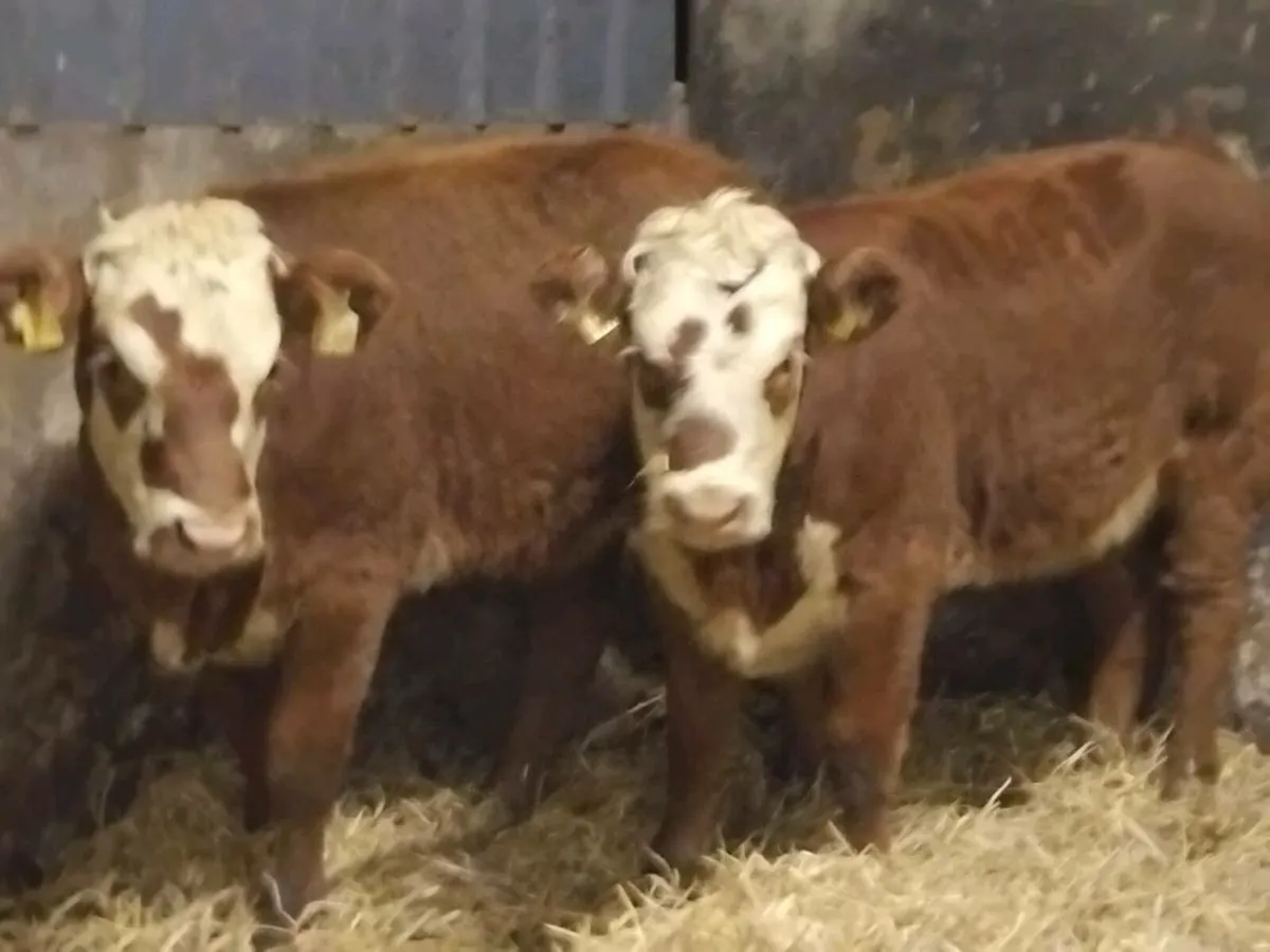 2 (4⭐️) Limousin Weanling Heifers - Image 1