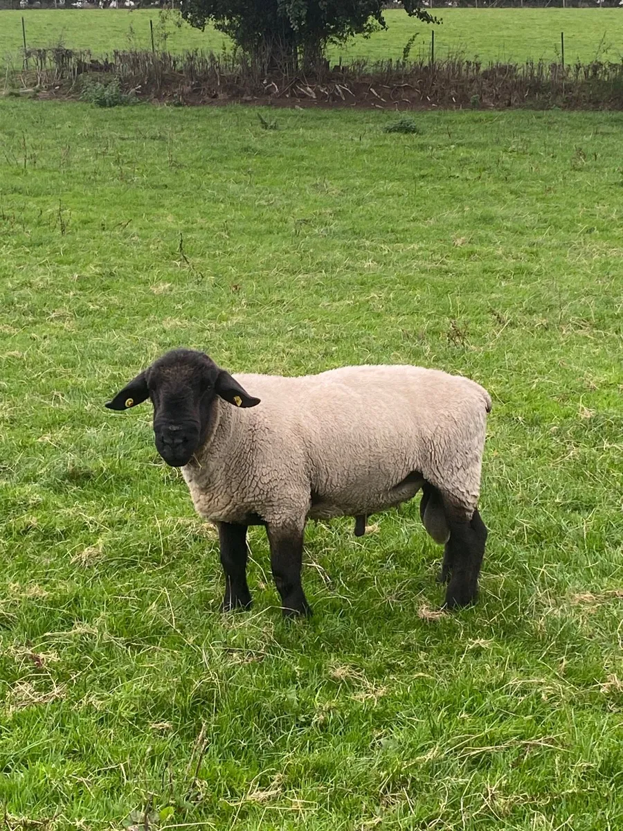 Teaser rams x2 for sale & ewe lambs - Image 3