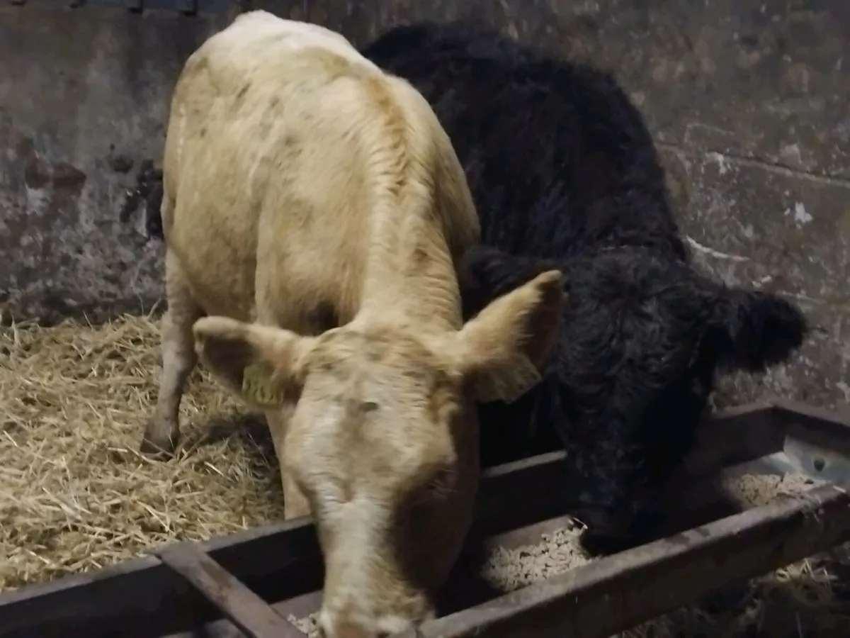 2  Continental Heifer Weanlings - Image 4