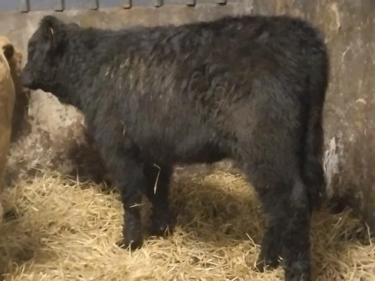 2  Continental Heifer Weanlings - Image 3