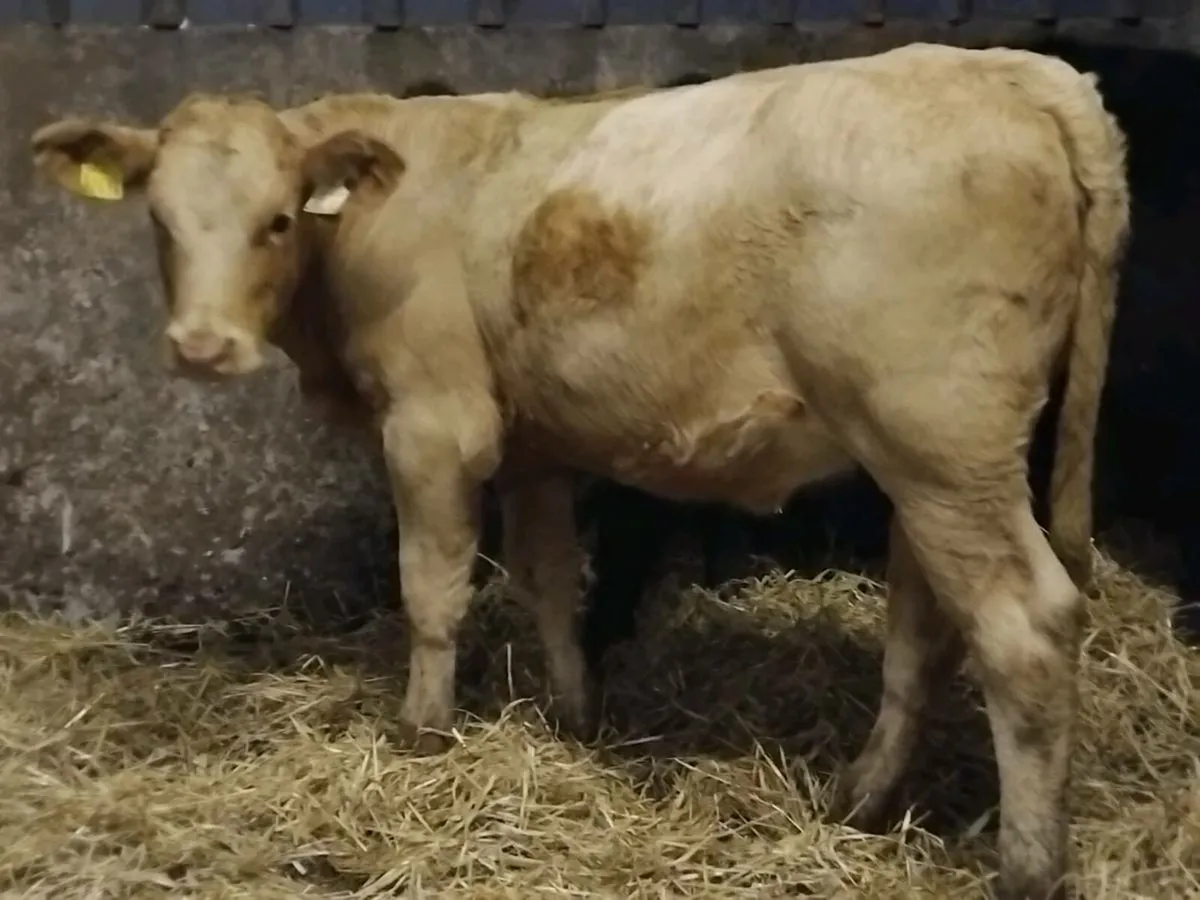 2  Continental Heifer Weanlings - Image 2