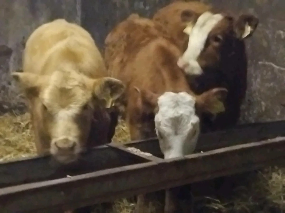3 Limousin Weanling Heifers - Image 1