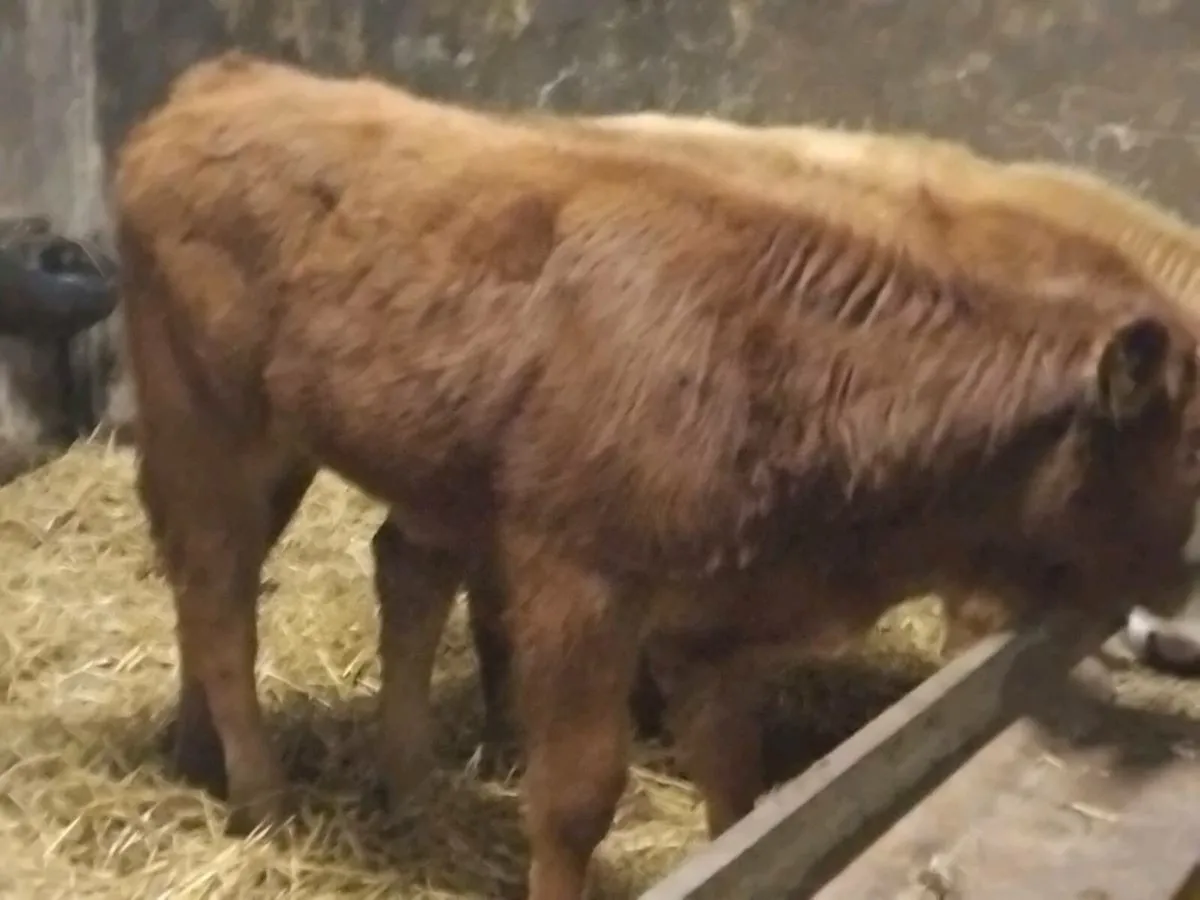 3 Limousin Weanling Heifers - Image 4