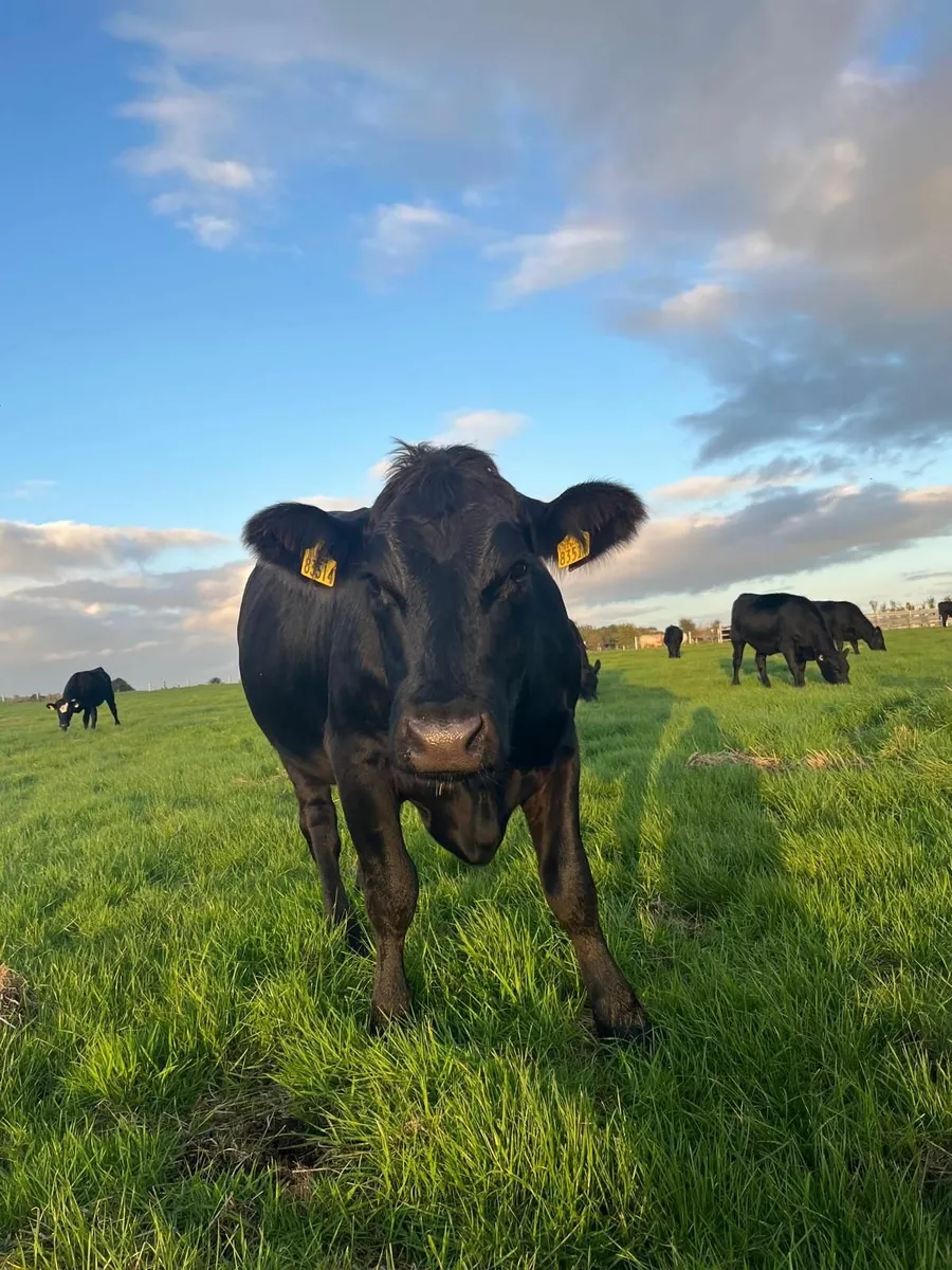 AAX Heifers - Image 1