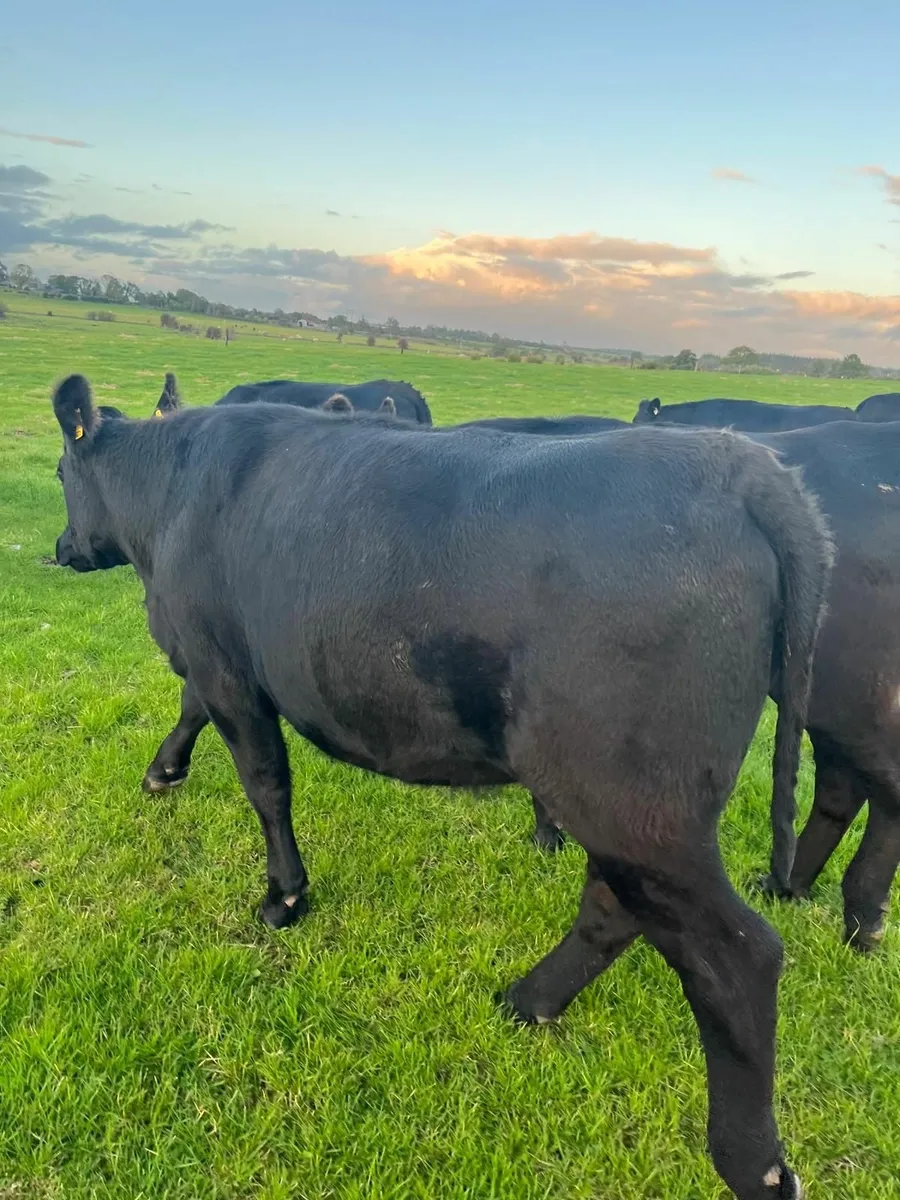 AAX Heifers - Image 3