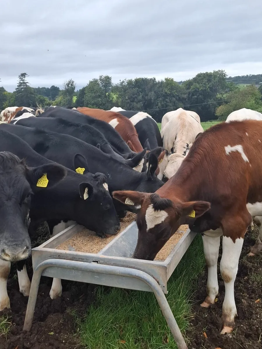 Holstein Heifers - Image 1