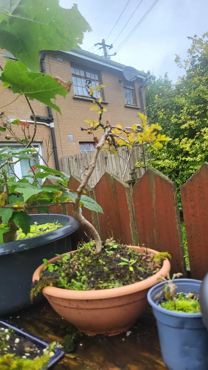 Pre-Bonsai Materials for Sale - Image 1