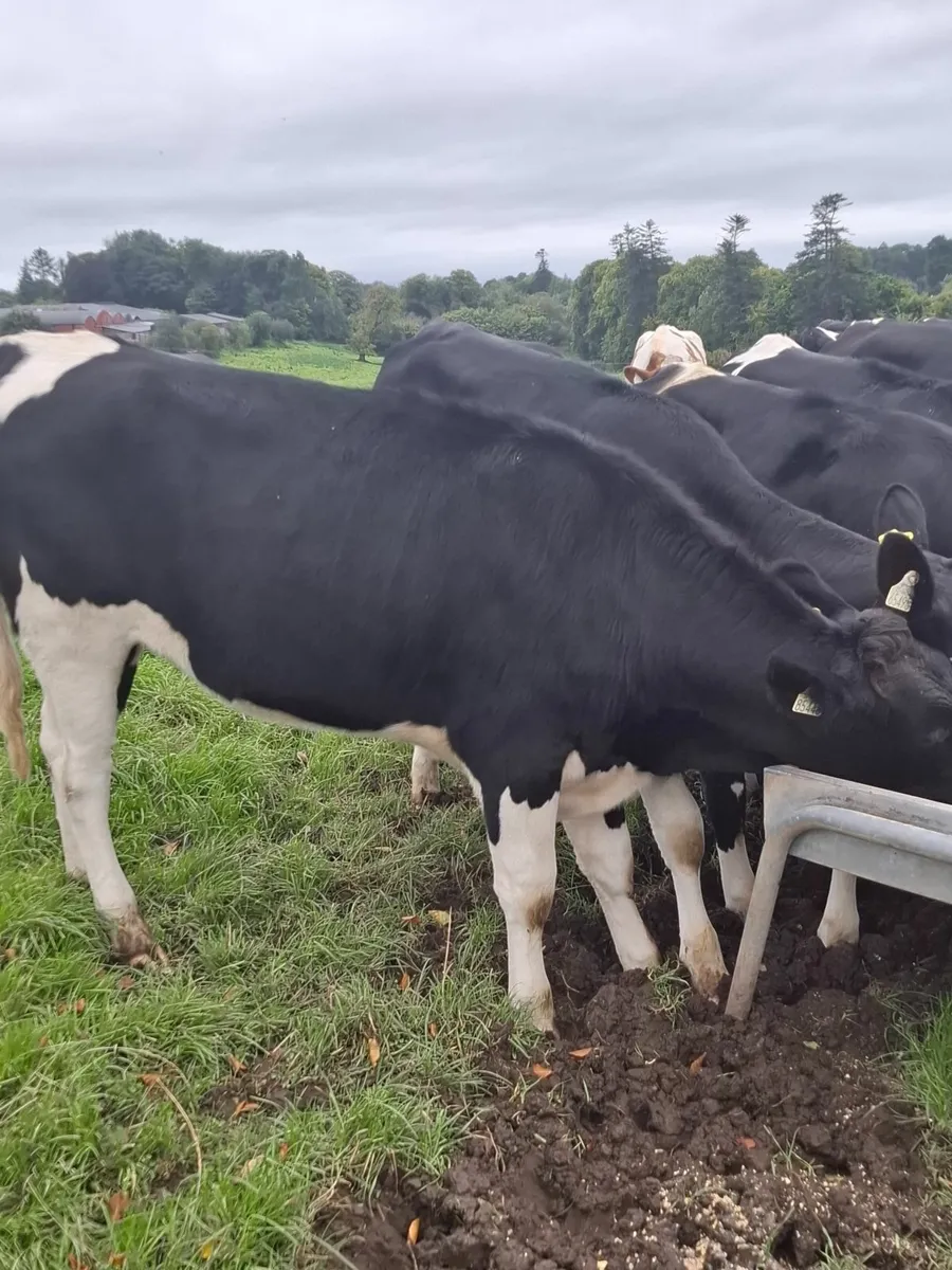Holstein Heifers - Image 3